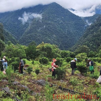 Steady and Orderly Development of the Tea Industry in Damu Lhoba Ethnic Township