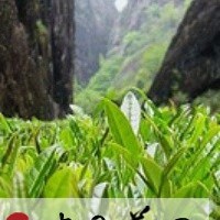 Tea Knowledge: Wuyi Famous Clonal Teas, Forget-me-not Tea