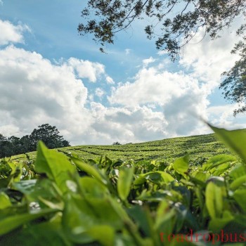Can Montding Sweet Dew Tea Still Be Consumed After Being Stored for a Long Time? What is the Shelf Life of Montding Sweet Dew Tea?