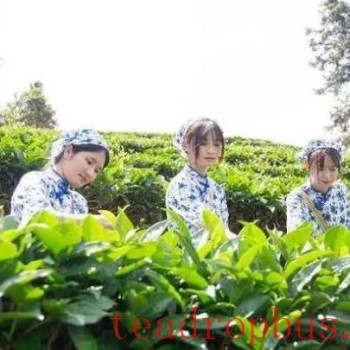 Autumn Tea Harvest in Full Swing in Hongshan Town, Renhua, Shaoguan; the Scent of Tea Refreshes the Heart and Soul