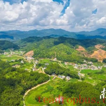 Camellia Oil Plantation: Huangtang Town, Zijin County Aims for 10,000 Mu