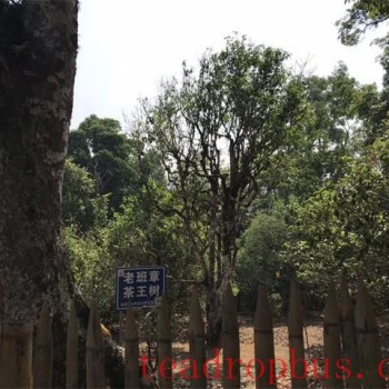 Characteristics of Old Ban Zhang Ancient Tree Tea