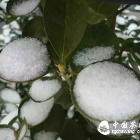 Do You Know About 'Western Regions Snow Tea' Beyond the Six Major Teas?