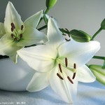 Overview of Lily Flower Tea