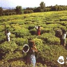 Introduction to Organic Tea