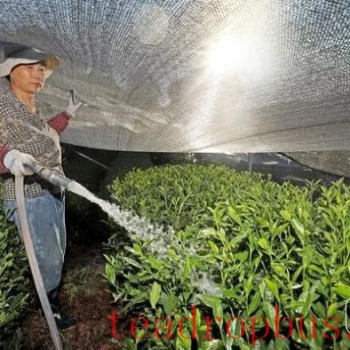 Hangzhou Endures High Temperatures as Tea Farmers Water to Fight Drought