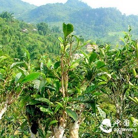 What Are Ancient Trees and What Is Pure Material