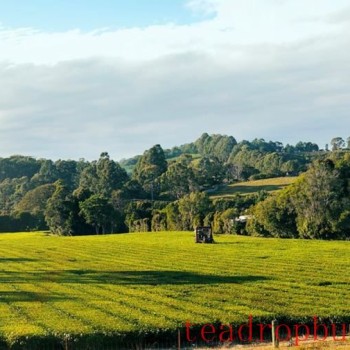 What’s Steeping in Australia? Part 1