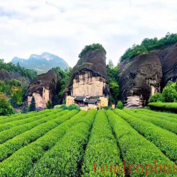 Intangible Cultural Heritage of Humanity: Traditional Chinese Tea Processing Skills – Oolong Tea Chapter — Wuyi Rock Tea (Da Hongpao)