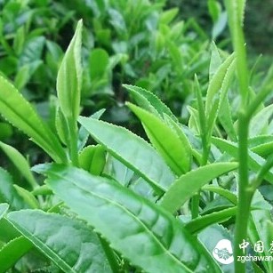 What type of tea is Tieguanyin? Analysis of Tieguanyin's Nutritional Benefits