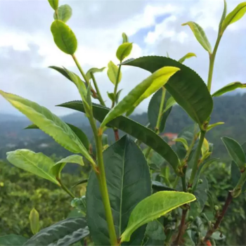 What are the varieties of Oolong tea?