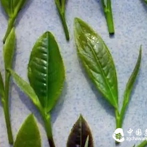 What is the difference between Pre-Qingming tea and Pre-Rain tea?