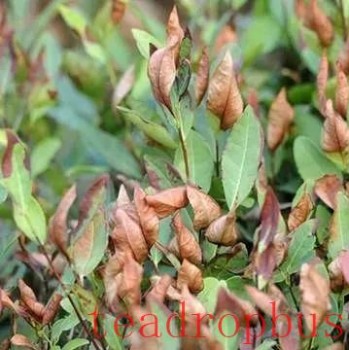 Prevention and Remedial Measures for Drought Damage in Tea Gardens