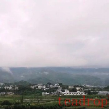 What are the differences and characteristics of Pu-er tea from different mountains?