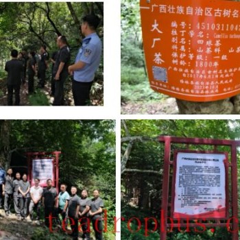 Lonlin Court Issues Judicial Protection Order for Ancient Tea Trees