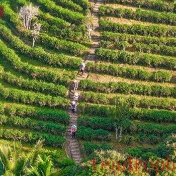 Wuzhishan, Hainan: Green Mountains and Clear Waters Nurture "Golden Leaves"