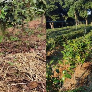 How Tea Production Can Cope with Severe Cold Weather