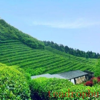 Bearing the Dreams of More Than 30,000 Tea Farmers: The County Chief and CPPCC Members Discuss the Tea Economy of Tiantai!