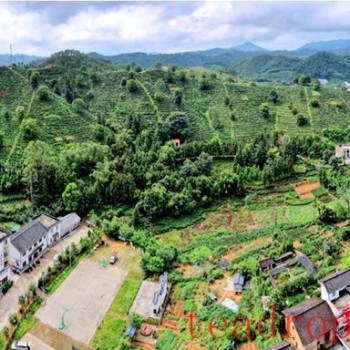 Gullies Yield "Golden Leaves"; Tea Industry Paves the Path to Prosperity; Wuzhou Systematically Advances the Growth of Liubao Tea Industry