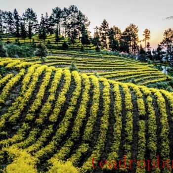 The Millennium Tea Land — Gao County