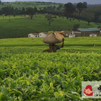 Why High Mountain Tea is Better Than Lowland Tea and Where It Excels