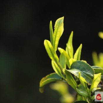 Introduction to the Differences Between Anxi Tieguanyin Spring Tea and Autumn Tea