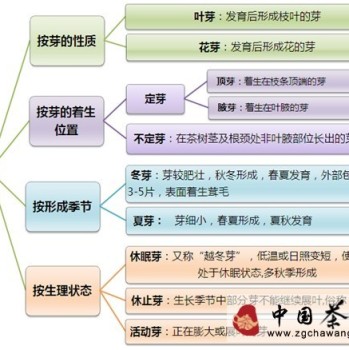 Science Post: Do You Really Know About Tea Buds?