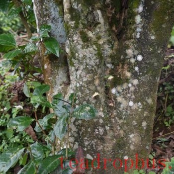 What is Ancient Tree Spring Tea?