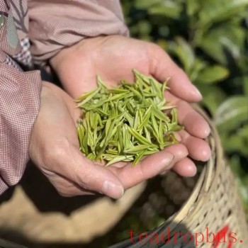 What Components Are Rich in Tea Leaves?
