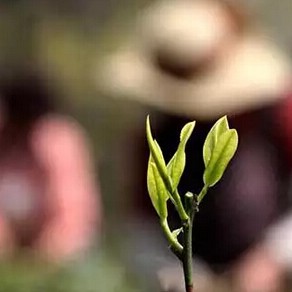 The N Ways a Tea Leaf Dies in Shenzhen