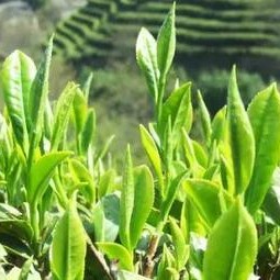 Instantly Understand the White Tea: Three Years as Medicine, Seven Years as Treasure