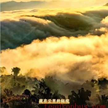 To Xigui, Brew a Pot of Fine Tea and Watch the Sea of Clouds