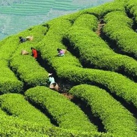 After reading these six points, mastering 'Keemun Black Tea' and 'Dianhong Black Tea' is a breeze!