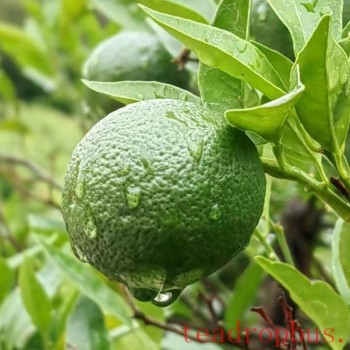 Cold Winter, Don-t Forget Your Liver; Little Green Tangerines Have Big Benefits