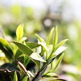 Who Says Drinking Tea Makes You Sleep Poorly? You're Just Drinking the Wrong Tea