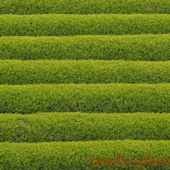 Complete Guide to Green Tea