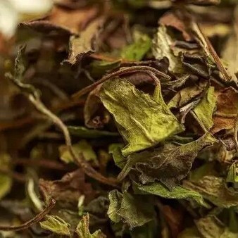 Identifying Aged White Tea is Not Difficult