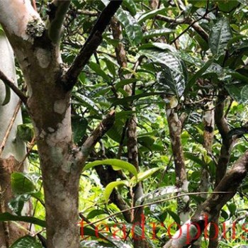 Characteristics and Benefits of Ancient Tree Spring Tea