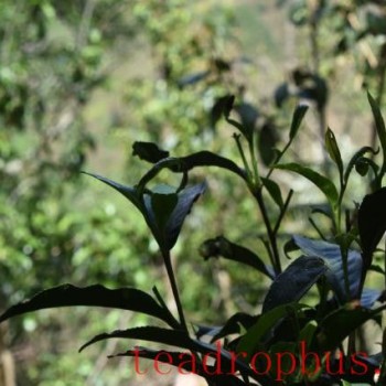 Gedeng Tea Mountain Pu-er Tea