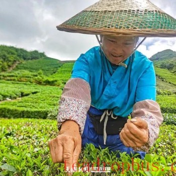 Guiting Cloudy Mist Tribute Tea: Summer and Autumn Tea Production Boosts the Green Industry, Extending Development “Dividends”