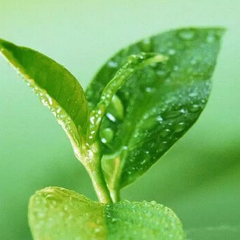 Tea Health|4 Cups of Tea a Day to Stay Away from the "Computer Generation"