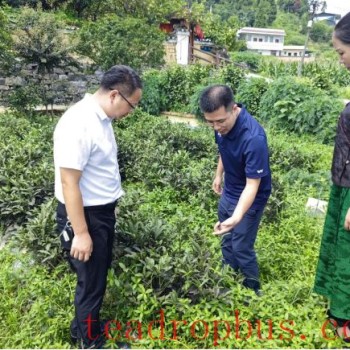 Insect Incidence and Control Methods of Black Scale Mealybug in Xiangxi Tea Gardens