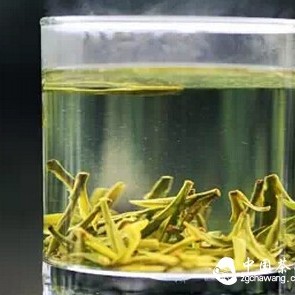 Longjing Tea Should Not Be Brewed with Boiling Water