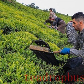 Iranian Tea Imports Resume While Ceasefire Holds