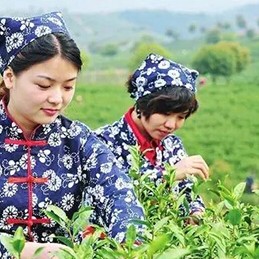 Heard you're drinking spring tea, don't say you don't know these things