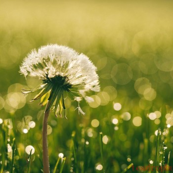 How to Prepare Dandelion Root Tea?