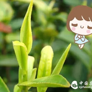 Why is Anji White Tea Called 'White Tea' When It Belongs to Green Tea?