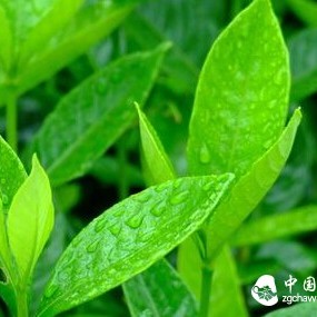 Chemical Composition of Tea