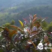 The Difference Between Zijuan and Ziya