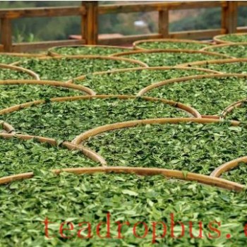 The Mystery of Bai Cha-s Durability: Exploring the Secrets of Quality and Brewing